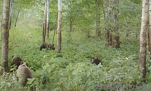В заповеднике «Нургуш» сняли на видео, как завтракают медведи