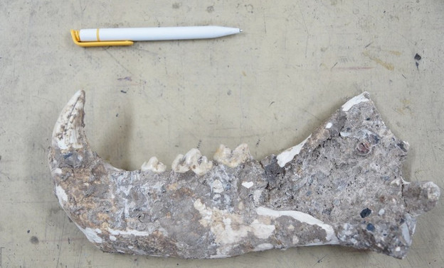 Учёные обнаружили в Якутии кости неизвестных животных