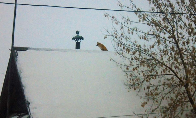 Высоко сижу, далеко гляжу: в Уржумском районе лиса забралась на крышу дома