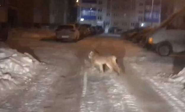 На улицах Кирова снова заметили рысь. Видео