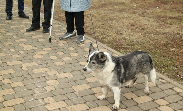 В Кировской области оштрафовали более 600 владельцев собак
