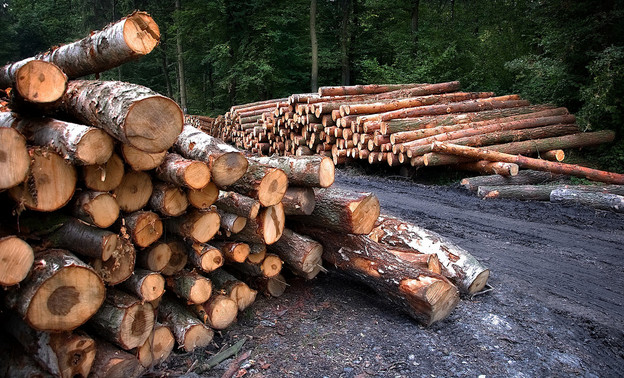Не учитывал вырубленные деревья: в Кировской области лесничего заподозрили в подлогах