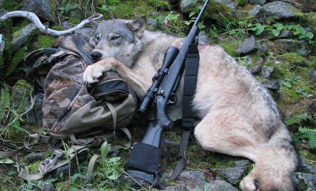 Двух волков добыли охотники в Кировской области