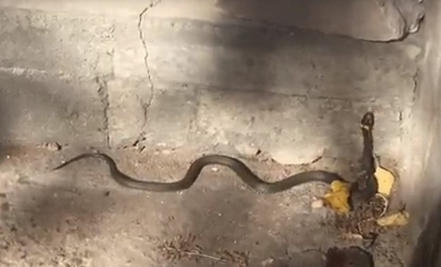 Кировчанка сняла на видео змею у подъезда жилого дома