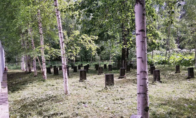 Кировчане жалуются на двухметровые заросли борщевика на кладбищах