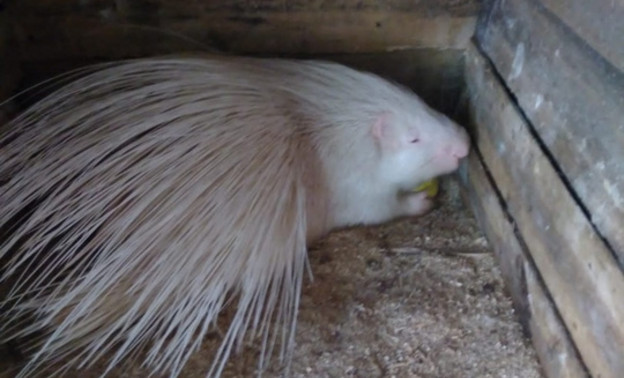 В зоопарк Кирово-Чепецка привезли дикобраза-альбиноса