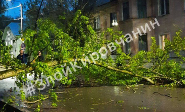 В Кирове на дорогу упало дерево, повредив линию электропередачи