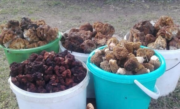 Строчково-сморчковый сезон открыт: кировчане делятся снимками первых грибов