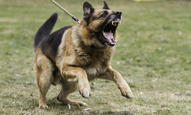 В Омутнинске суд взыскал компенсацию подростку, на которого напала собака