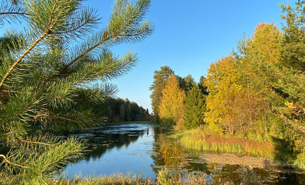 В России подсчитали количество деревьев в лесном фонде