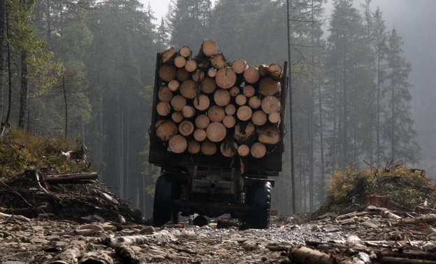 В Санчурском районе директора осудили за вырубку леса почти на 10 млн рублей