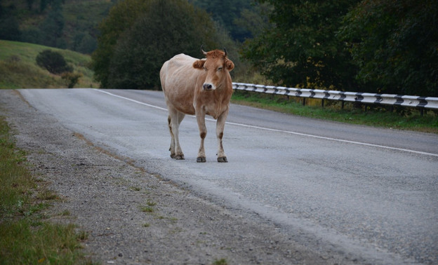 В Омутнинском районе водитель сбил корову и скрылся