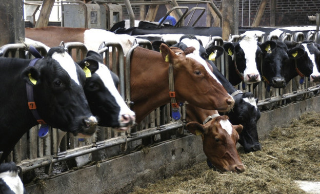 На шести фермах в Кировской области коров доят роботы