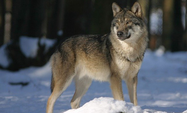 В Опарино волк залез в огород к местному жителю