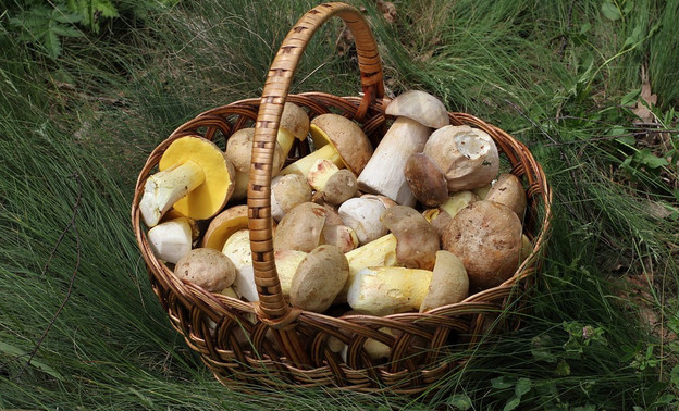 Яндекс изучил, какие грибы больше всего интересуют кировчан