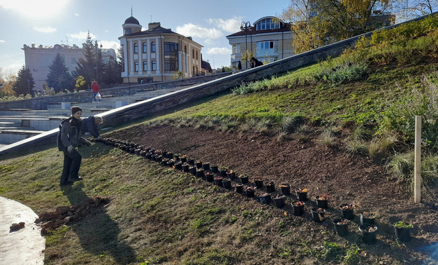 На Набережной Грина высадили тюльпаны