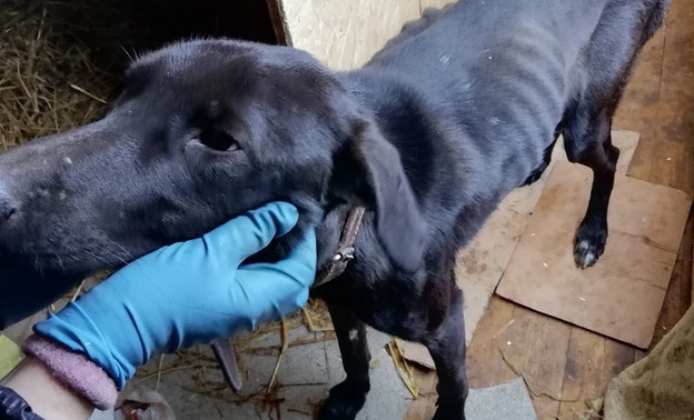 «Она не могла добывать пищу и была истощена»: в Слободском районе мужчины спасли голодную собаку