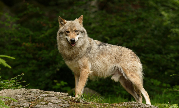 В Куменском районе Кировской области добыт трехлапый волк