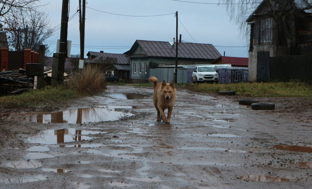 В администрации Кирова рассказали, как подать заявку на отлов безнадзорных животных