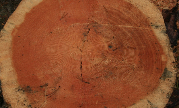 В мире появился первый образец древесины, выращенный в лаборатории
