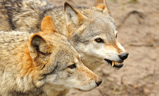 В кировском посёлке нашествие волков. Дикие животные убивают собак