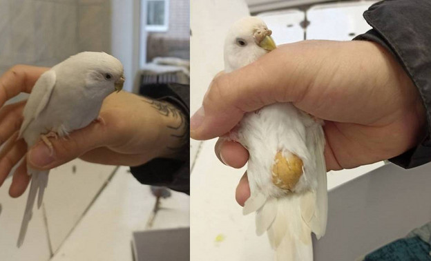 В Вятскополянском районе к ветеринару принесли попугая с лысеющим животом