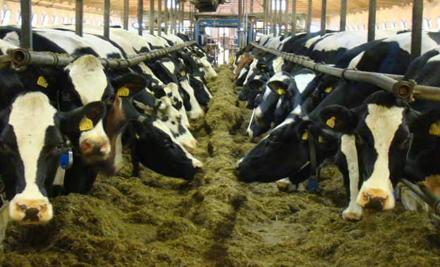 Одну из ферм в Кировской области оштрафовали за грязное молоко