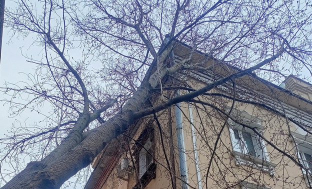 В Кирове на дом упало сгнившее дерево: комментарий администрации города