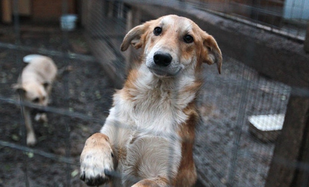 Спецприют для собак из отлова хотят закрыть на три месяца