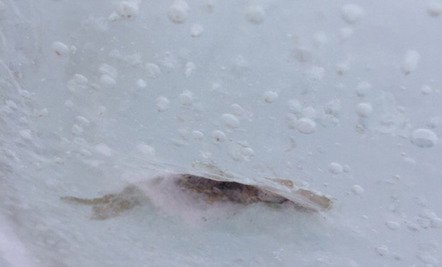 В ледяной стене на Театралке нашли вмёрзшую рыбу