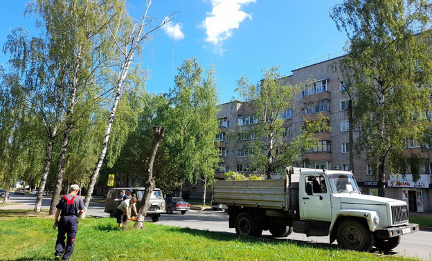 На Сурикова сносят сухие деревья
