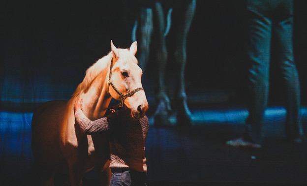 На сцену Драмтеатра выйдет живой конь