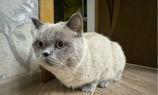 В Ростове-на-Дону продают кота за 23,5 млн рублей