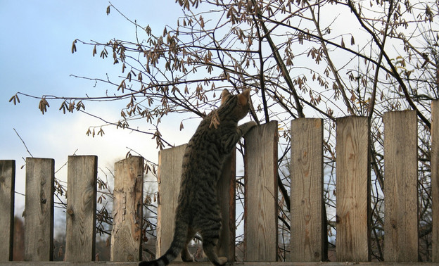В Вятскополянском районе установили ограничения из-за бешенства у кота