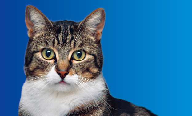 Пушистые и пятнистые: в проекте «Главная кошка города» определили новых призёров недели