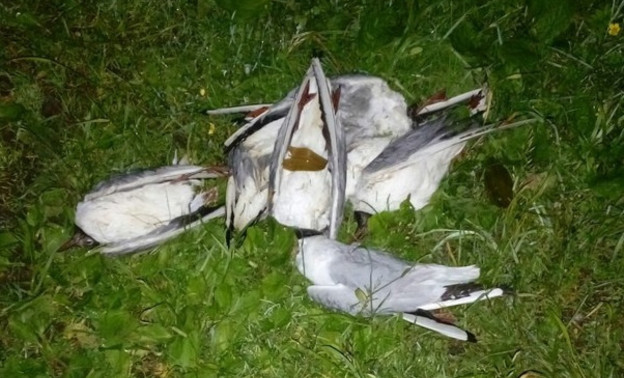 На пруду в Столбово произошла массовая гибель водоплавающих птиц