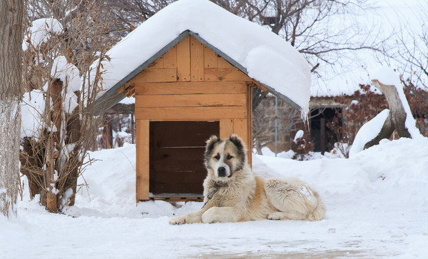 В России предложили ввести обязательный учёт всех собак