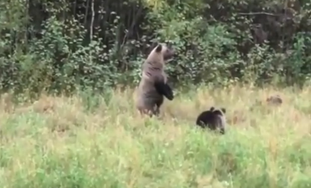 Охотник запечатлел на видео семью медведей