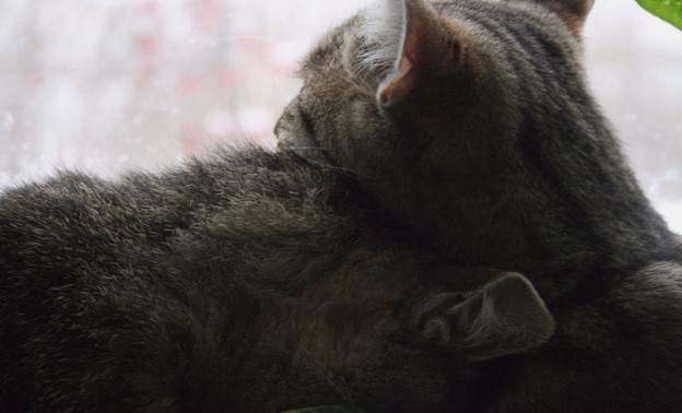 «Жди меня» для котиков: в России разработали приложение по поиску животных