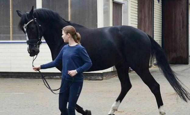 В Кирове продают коня стоимостью 2,6 миллиона рублей