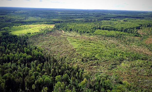 Два мощных смерча в Кировской области разрушили дома и повалили сотни гектаров леса