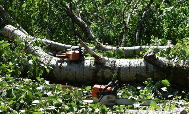 В Кирове деревья проверят на устойчивость к ураганам