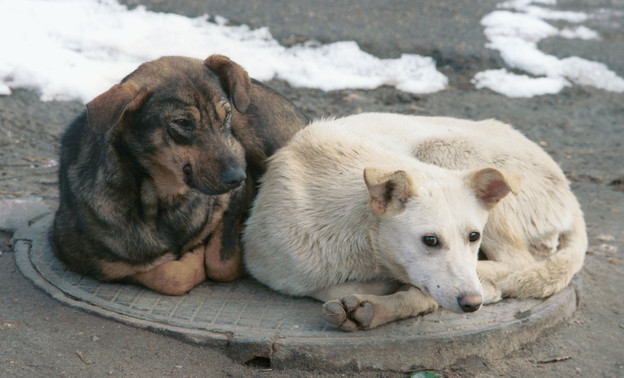 Администрацию Омутнинска обязали разобраться с бездомными животными