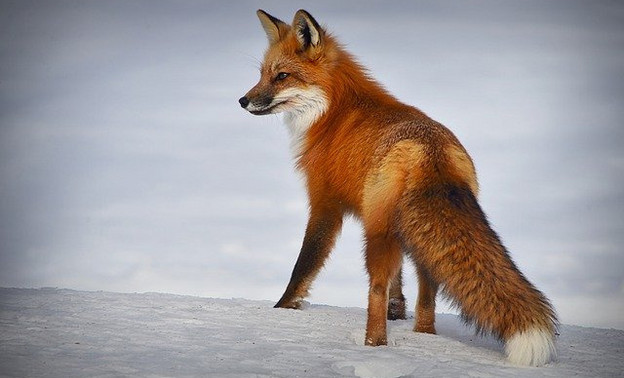 В Вятских Полянах лисицы напали на домашних собак
