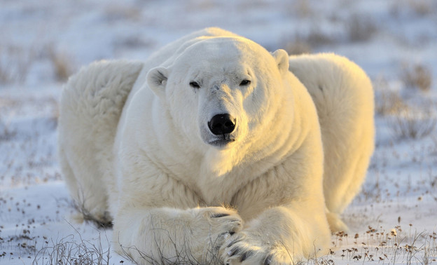 В России разработают средства защиты от белого медведя