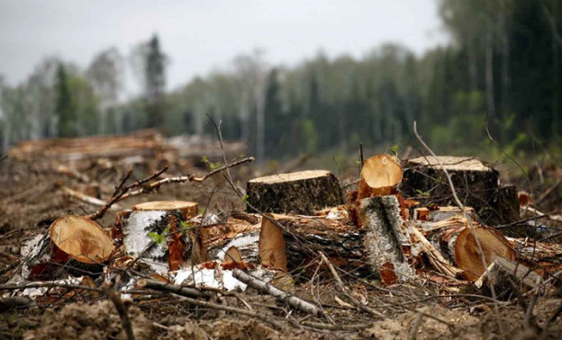 В Кировской области «чёрные лесорубы» возместят 82 миллиона рублей