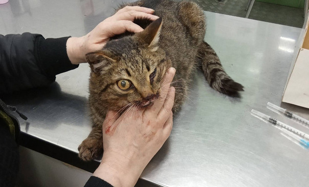 В Слободском ищут хозяина кота, которого сбила машина