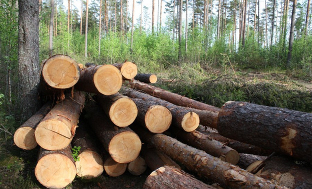 Житель Верхнекамского района получил тюремный срок за незаконную рубку леса