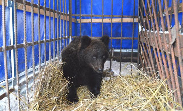 В Кировской области на свалке нашли медвежонка