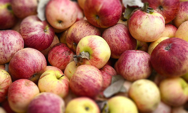 В Кирове уничтожили почти тонну санкционных яблок
